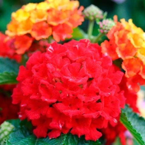 Lantana Frans Red Live Plants - Pack of 3, 4-6 Inches Tall, Attracts Butterflies, Outdoor - Image 5