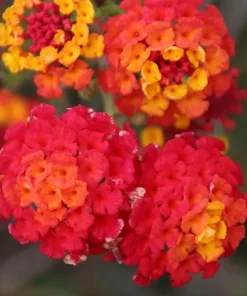 Lantana Frans Red Live Plants - Pack of 3, 4-6 Inches Tall, Attracts Butterflies, Outdoor - Image 1