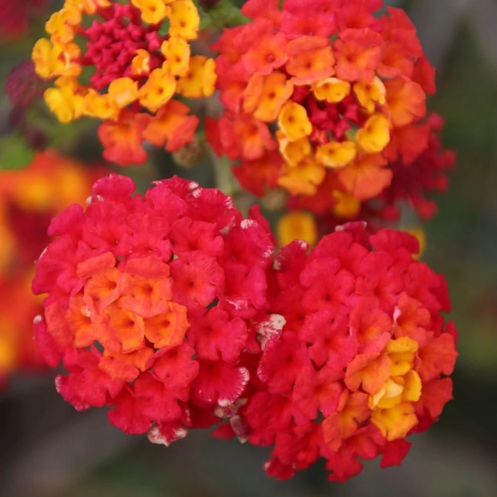Lantana Frans Red Live Plants - Pack of 3, 4-6 Inches Tall, Attracts Butterflies, Outdoor - Image 1