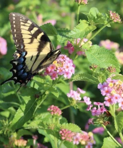 Lantana Ham and Eggs Live Plant - 4-6 Inches Tall, Pack of 3, Attracts Butterflies, Outdoor - Image 2
