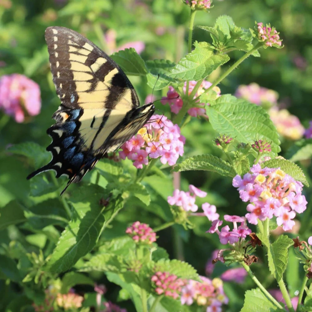 Lantana Ham and Eggs Live Plant - 4-6 Inches Tall, Pack of 3, Attracts Butterflies, Outdoor - Image 2