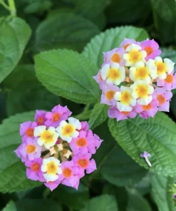 Lantana Ham and Eggs Live Plant - 4-6 Inches Tall, Pack of 3, Attracts Butterflies, Outdoor - Image 3