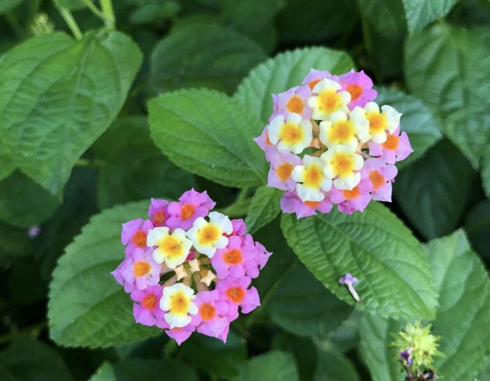 Lantana Ham and Eggs Live Plant - 4-6 Inches Tall, Pack of 3, Attracts Butterflies, Outdoor - Image 3