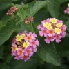 Lantana Ham and Eggs Live Plant - 4-6 Inches Tall, Pack of 3, Attracts Butterflies, Outdoor - Image 1