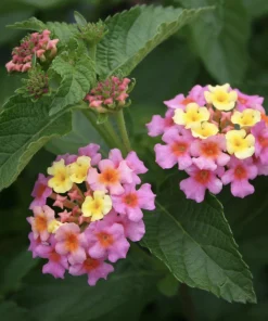Lantana Ham and Eggs Live Plant - 4-6 Inches Tall, Pack of 3, Attracts Butterflies, Outdoor - Image 1