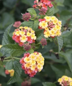 Lantana Ham and Eggs Live Plant - 4-6 Inches Tall, Pack of 3, Attracts Butterflies, Outdoor - Image 4