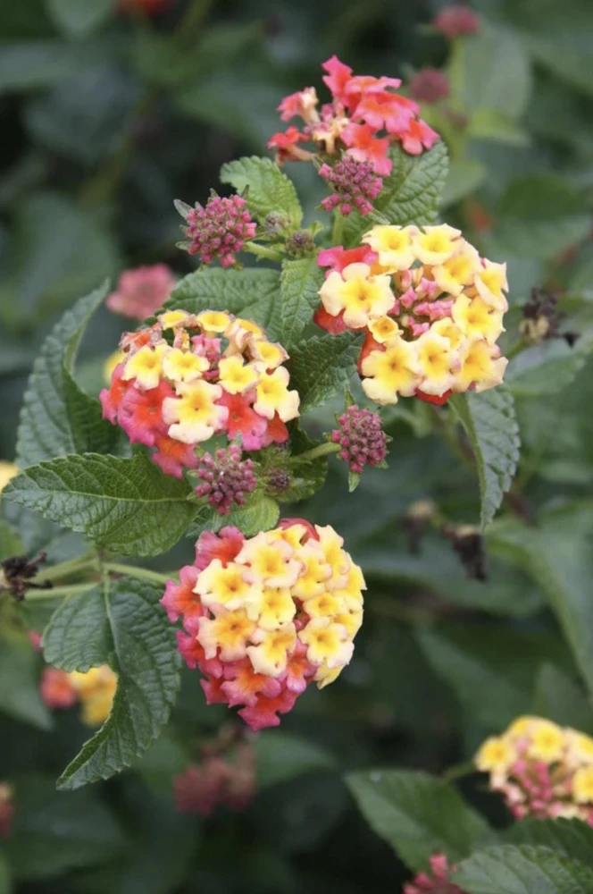 Lantana Ham and Eggs Live Plant - 4-6 Inches Tall, Pack of 3, Attracts Butterflies, Outdoor - Image 4