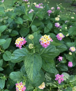 Lantana Ham and Eggs Live Plant - 4-6 Inches Tall, Pack of 3, Attracts Butterflies, Outdoor - Image 5