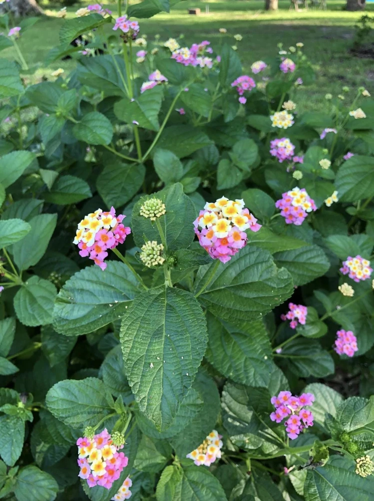 Lantana Ham and Eggs Live Plant - 4-6 Inches Tall, Pack of 3, Attracts Butterflies, Outdoor - Image 5