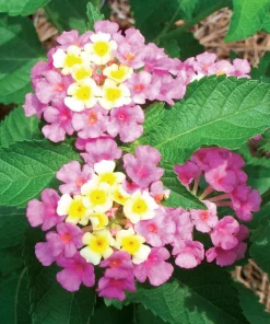Lantana Ham and Eggs Live Plant - 4-6 Inches Tall, Pack of 3, Attracts Butterflies, Outdoor - Image 6