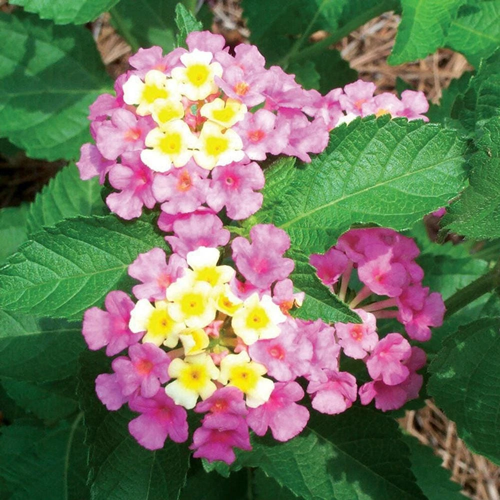 Lantana Ham and Eggs Live Plant - 4-6 Inches Tall, Pack of 3, Attracts Butterflies, Outdoor - Image 6