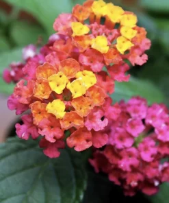 Lantana Irene Live Plants Pack of 3 – Purple & Gold Blooms – 4-6 Inch Starter Plants - Image 2