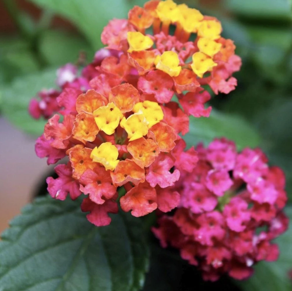 Lantana Irene Live Plants Pack of 3 – Purple & Gold Blooms – 4-6 Inch Starter Plants - Image 2