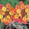 Lantana Irene Live Plants Pack of 3 – Purple & Gold Blooms – 4-6 Inch Starter Plants - Image 1