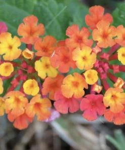 Lantana Irene Live Plants Pack of 3 – Purple & Gold Blooms – 4-6 Inch Starter Plants - Image 1