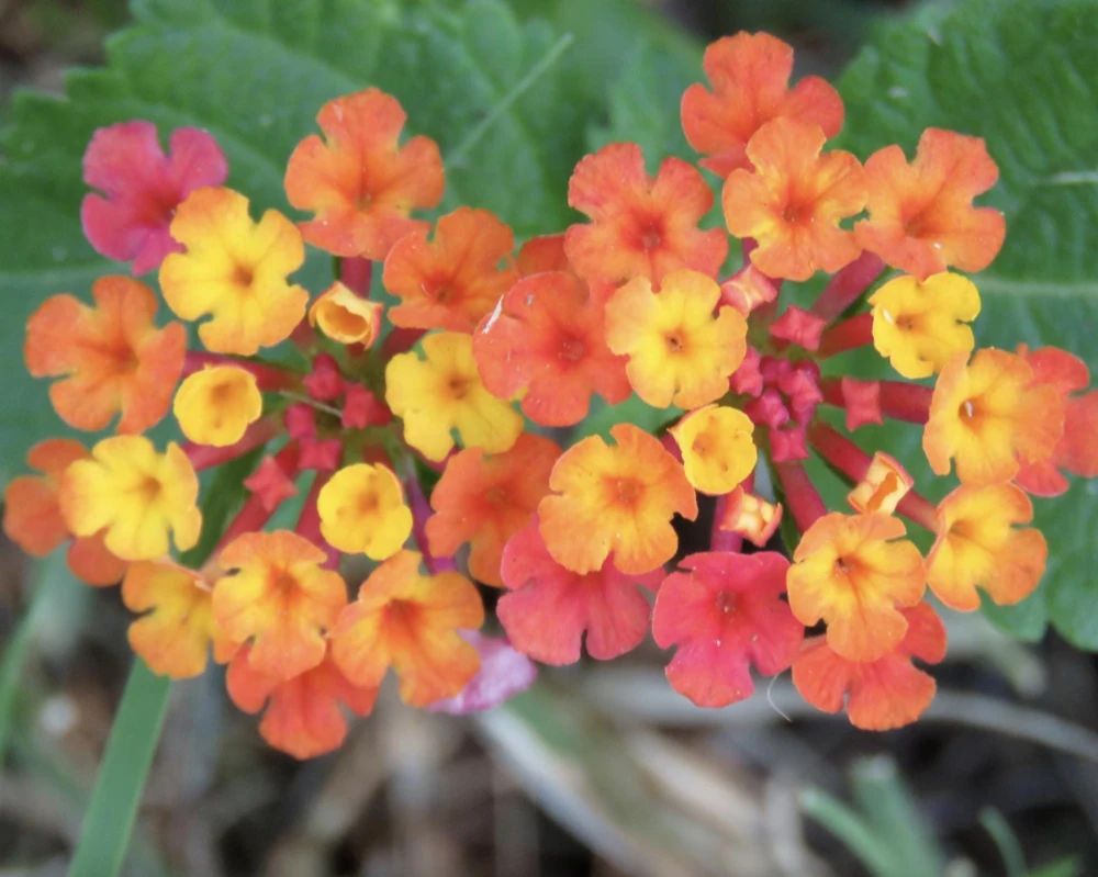 Lantana Irene Live Plants Pack of 3 – Purple & Gold Blooms – 4-6 Inch Starter Plants - Image 1