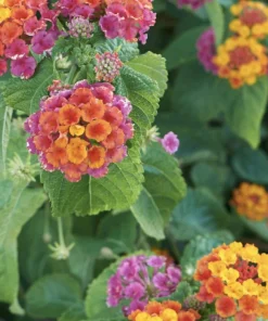 Lantana Irene Live Plants Pack of 3 – Purple & Gold Blooms – 4-6 Inch Starter Plants - Image 3