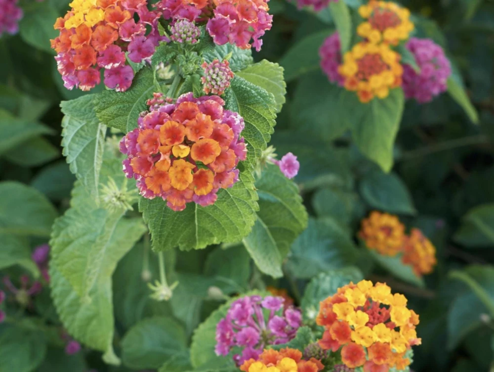 Lantana Irene Live Plants Pack of 3 – Purple & Gold Blooms – 4-6 Inch Starter Plants - Image 3