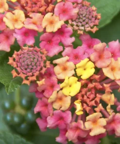 Lantana Irene Live Plants Pack of 3 – Purple & Gold Blooms – 4-6 Inch Starter Plants - Image 4
