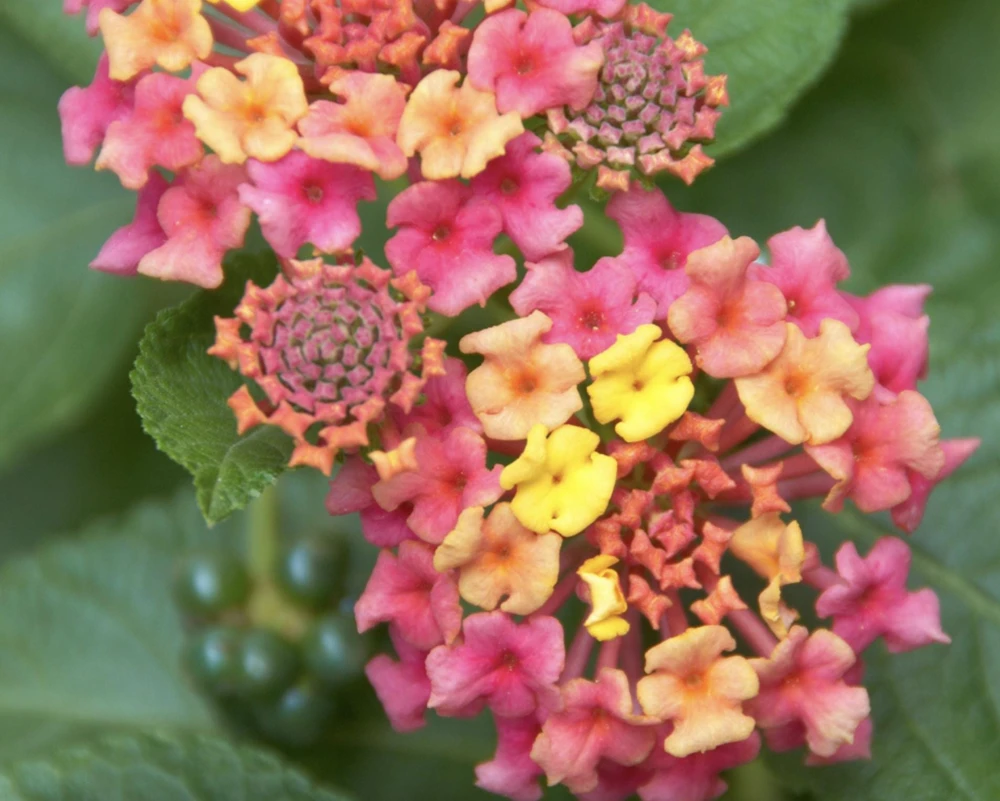 Lantana Irene Live Plants Pack of 3 – Purple & Gold Blooms – 4-6 Inch Starter Plants - Image 4