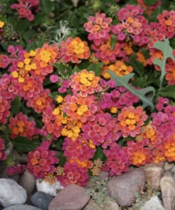 Lantana Irene Live Plants Pack of 3 – Purple & Gold Blooms – 4-6 Inch Starter Plants - Image 5