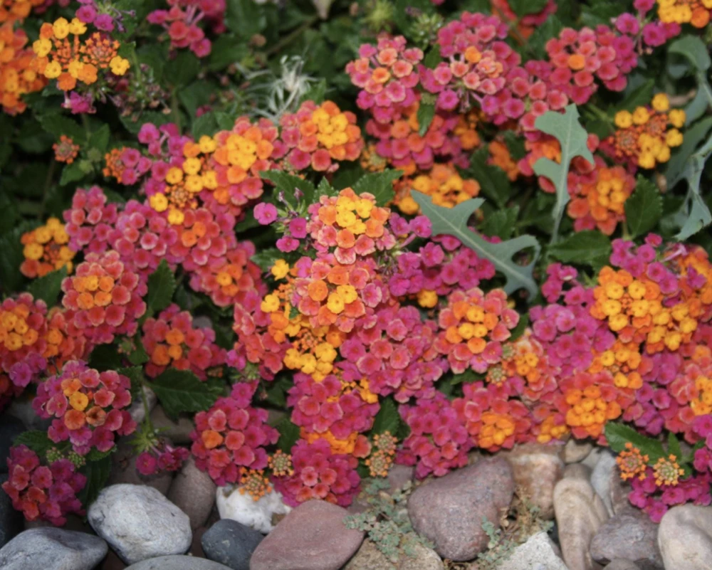 Lantana Irene Live Plants Pack of 3 – Purple & Gold Blooms – 4-6 Inch Starter Plants - Image 5