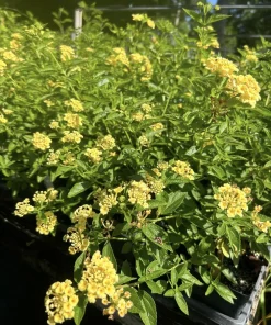 Lantana Lemon Drop Live Plants - Pack of 3 - 4-6 Inches Tall - Yellow Blooms - Image 2