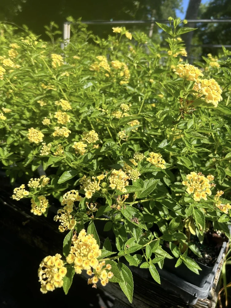 Lantana Lemon Drop Live Plants - Pack of 3 - 4-6 Inches Tall - Yellow Blooms - Image 2
