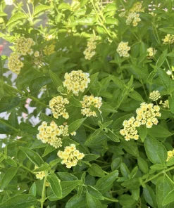 Lantana Lemon Drop Live Plants - Pack of 3 - 4-6 Inches Tall - Yellow Blooms - Image 3