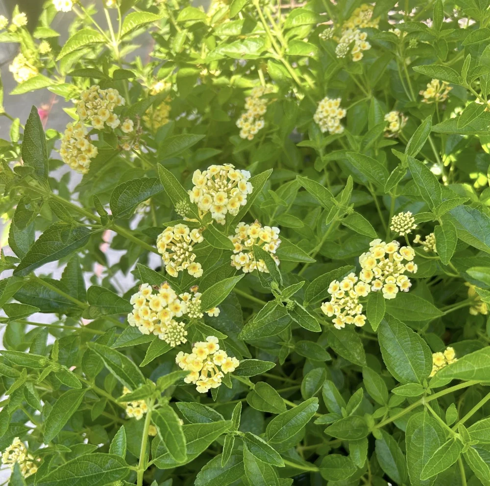 Lantana Lemon Drop Live Plants - Pack of 3 - 4-6 Inches Tall - Yellow Blooms - Image 3