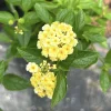 Lantana Lemon Drop Live Plants - Pack of 3 - 4-6 Inches Tall - Yellow Blooms - Image 1