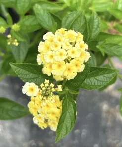 Lantana Lemon Drop Live Plants - Pack of 3 - 4-6 Inches Tall - Yellow Blooms - Image 1