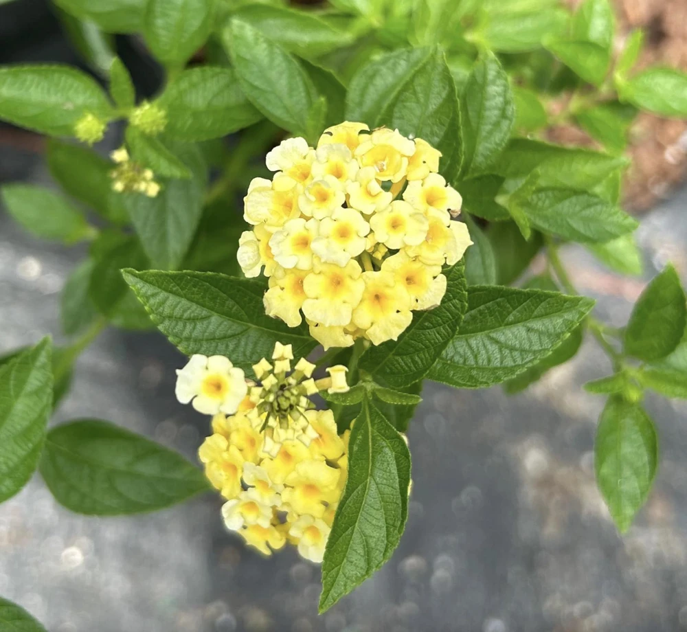 Lantana Lemon Drop Live Plants - Pack of 3 - 4-6 Inches Tall - Yellow Blooms - Image 1
