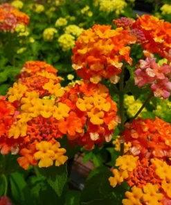 Lantana Miss Huff Live Plant (2-Pack) - 5-9