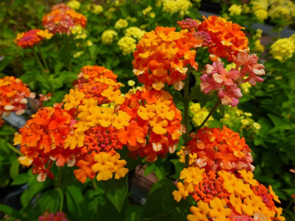 Lantana Miss Huff Live Plant (2-Pack) - 5-9" Tall - Cold Hardy Perennial Flowers - Image 3