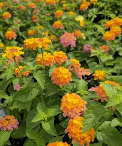 Lantana Miss Huff Live Plant (2-Pack) - 5-9