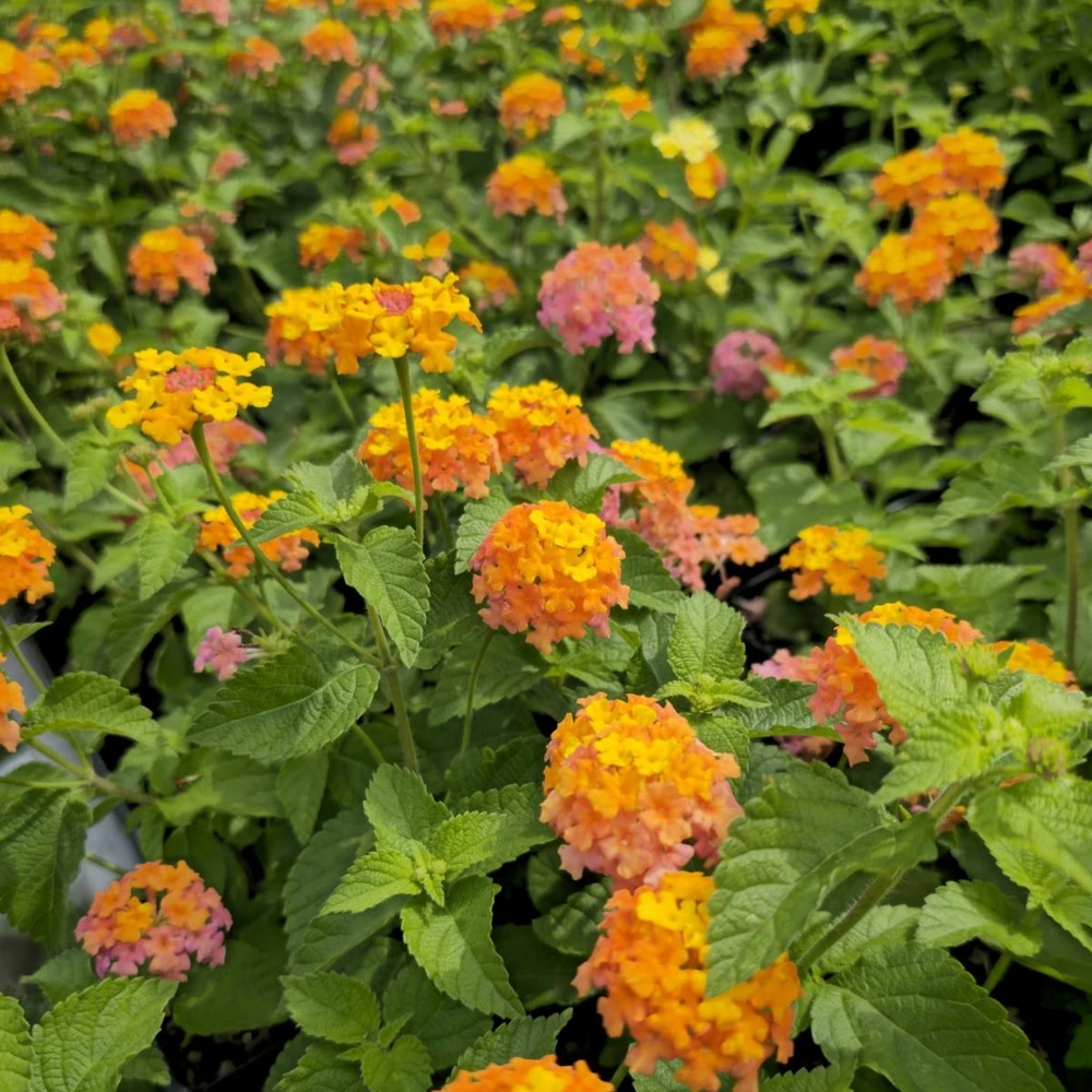 Lantana Miss Huff Live Plant (2-Pack) - 5-9" Tall - Cold Hardy Perennial Flowers - Image 4