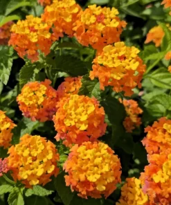 Lantana Miss Huff Live Plant (2-Pack) - 5-9