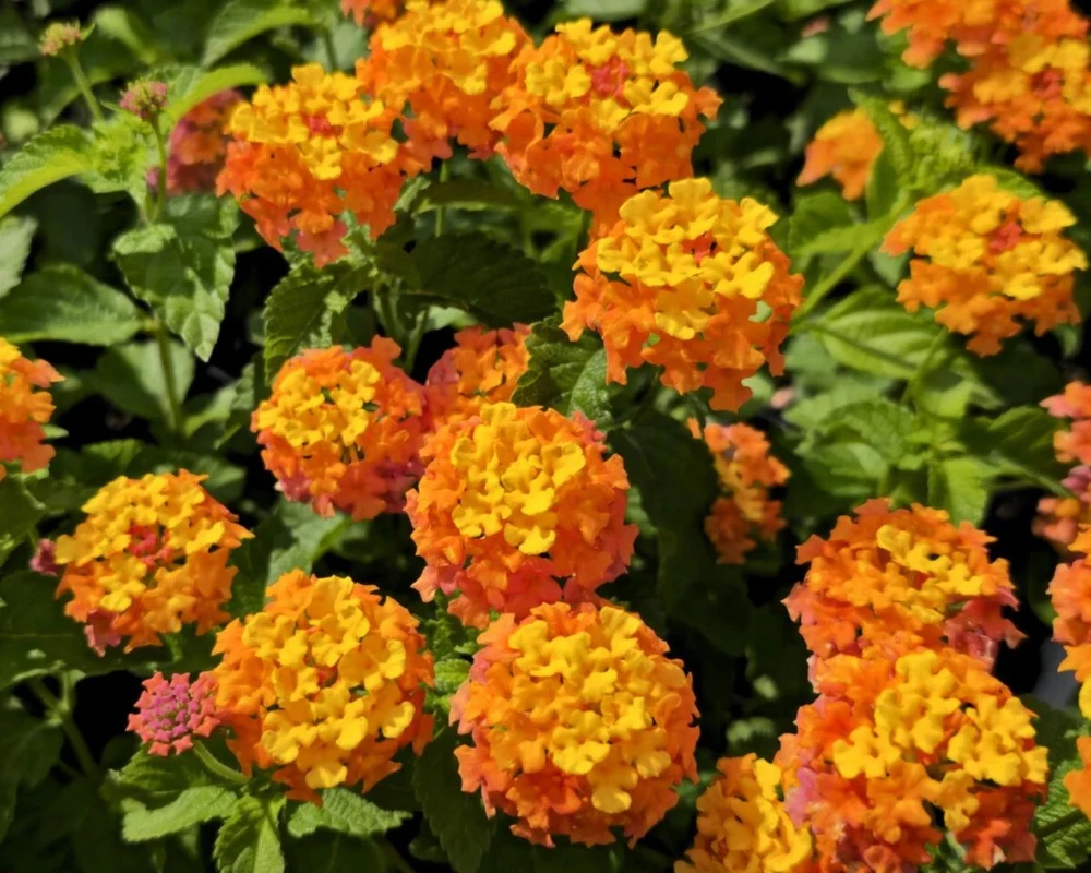 Lantana Miss Huff Live Plant (2-Pack) - 5-9" Tall - Cold Hardy Perennial Flowers - Image 5
