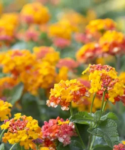Lantana Miss Huff Live Plant (2-Pack) - 5-9