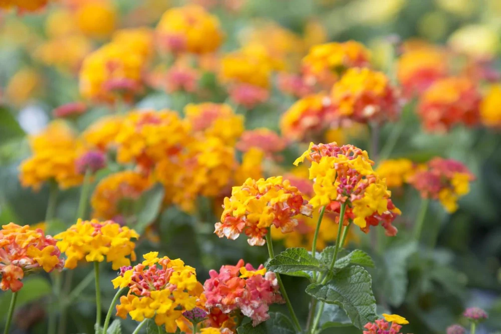 Lantana Miss Huff Live Plant (2-Pack) - 5-9" Tall - Cold Hardy Perennial Flowers - Image 6