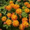 Lantana Miss Huff Live Plant (2-Pack) - 5-9" Tall - Cold Hardy Perennial Flowers - Image 1