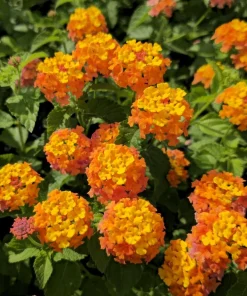 Lantana Miss Huff Live Plant (2-Pack) - 5-9" Tall - Cold Hardy Perennial Flowers - Image 1