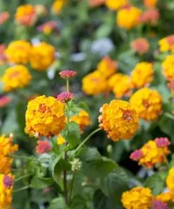 Lantana Miss Huff Live Plant (2-Pack) - 5-9