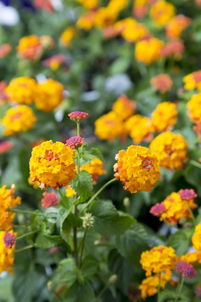 Lantana Miss Huff Live Plant (2-Pack) - 5-9" Tall - Cold Hardy Perennial Flowers - Image 7