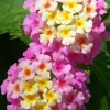 Lantana Miss Huff Pink Live Plant 5-9 in (2-Pack) - Cold Hardy Perennial Shrub - Image 1