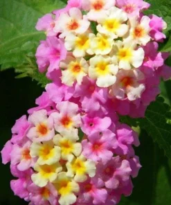 Lantana Miss Huff Pink Live Plant 5-9 in (2-Pack) - Cold Hardy Perennial Shrub - Image 1