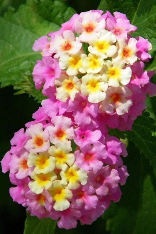 Lantana Miss Huff Pink Live Plant 5-9 in (2-Pack) - Cold Hardy Perennial Shrub - Image 1