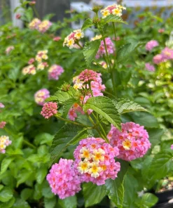 Lantana Miss Huff Pink Live Plant 5-9 in (2-Pack) - Cold Hardy Perennial Shrub - Image 2