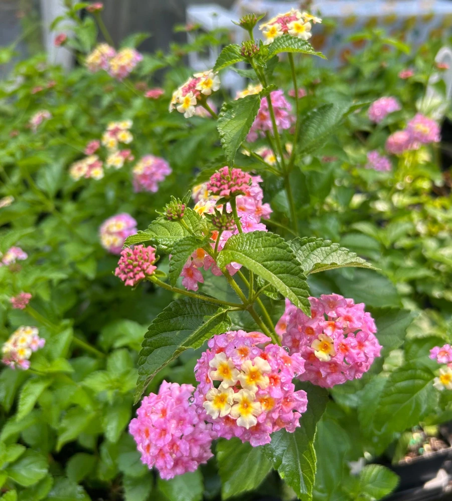 Lantana Miss Huff Pink Live Plant 5-9 in (2-Pack) - Cold Hardy Perennial Shrub - Image 2